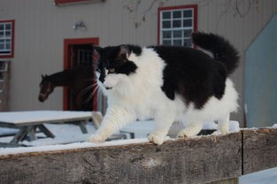 (猫版超级玛丽第一关怎么过)猫版超级玛丽手机版，趣味与挑战并存的新体验