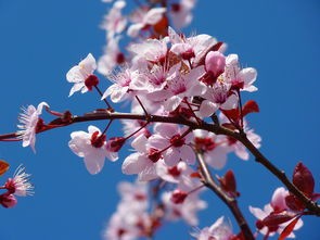 (桂花什么时候开花)桂花，文化象征、种植技巧与产业发展