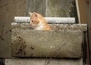 (有个合成猫游戏还有房子石象的游戏)合成猫游戏与房子石象，探索虚拟宠物与数字资产的跨界魅力