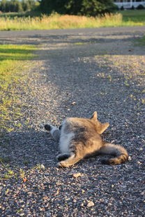 (猫咪解暑)猫咪解忧铺手机版，探索猫咪的治愈力量与常见问题解答