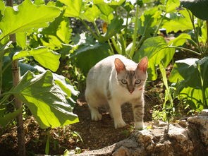 (小峰小志的猫咪小院微博)小峰小志的猫咪小院，多元化视角下的宠物乐园