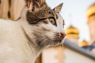 (猫小院介绍)猫咪小院里的温馨故事——小锋与小志的关系探秘