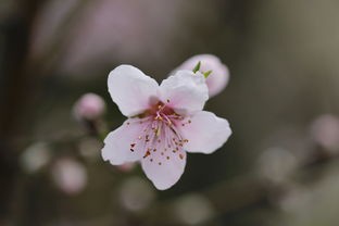 (《三生三世》所有歌曲)探讨十里桃花待嫁的年华歌曲背后的情感与文化内涵