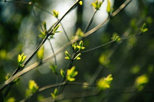 (仙绿妙语)探秘仙绿妙语一百三十五，从多元视角解读绿色生态发展