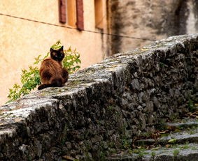 (猫之城国际服下载)猫之城国际服，探索虚拟世界的奇妙角落