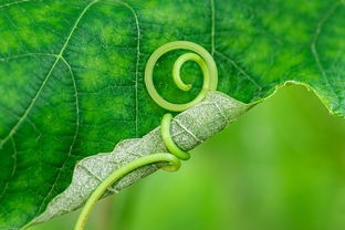 (植物保卫战2安卓版下载)植物保卫战2，探讨植物保护的多维策略