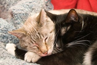 探索毛茸茸的天堂：详细解析猫咪列车位于何处及其为猫咪提供的独特体验
