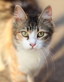 游戏猫之宿约再次现技术问题，玩家疑惑：猫之宿约者停服了吗？