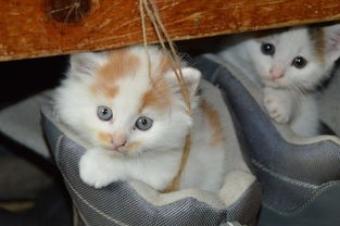 邂逅喵星人，解锁猫科饮食秘密：《遇见你的猫烹饪菜谱》带你深度解析猫咪营养配饭法