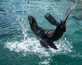 详尽探索：跨足神秘海洋世界，全面解析水族馆里的100种生机勃勃的动物种类