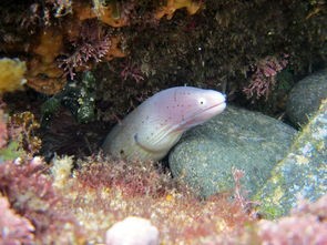 详尽探索：跨足神秘海洋世界，全面解析水族馆里的100种生机勃勃的动物种类