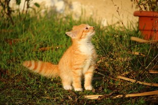 (哪种动物调皮捣蛋最厉害)调皮捣蛋的猫，揭秘猫咪的顽皮行为及其心理原因