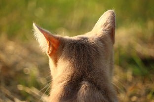 (哪种动物调皮捣蛋最厉害)调皮捣蛋的猫，揭秘猫咪的顽皮行为及其心理原因