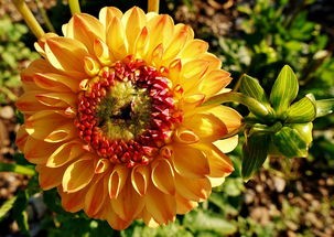 (回音花传说印象曲)探寻回音花传说，神秘花语与民间信仰的交织